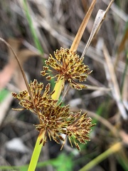 Cyperus difformis