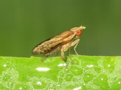 Trypetoptera canadensis