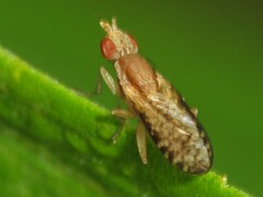 Trypetoptera canadensis