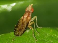 Trypetoptera canadensis