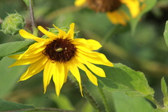 Diabrotica balteata
