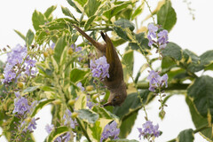 Lichmera indistincta