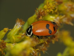 Hippodamia glacialis