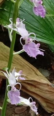 Calanthe puberula