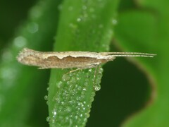 Plutella xylostella