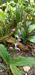 Calanthe puberula