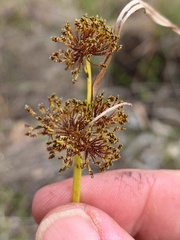 Cyperus difformis