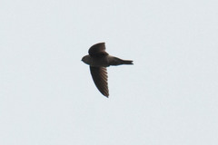 Aerodramus terraereginae