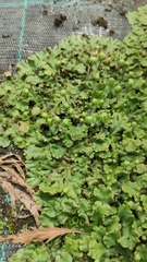 Marchantia polymorpha ruderalis