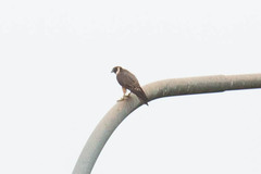 Falco longipennis