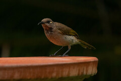 Lichmera indistincta