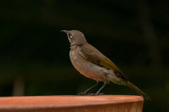 Lichmera indistincta