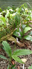 Calanthe puberula