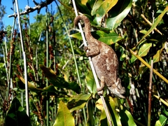 Bradypodion damaranum