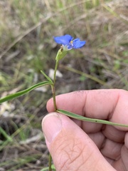 Commelina lanceolata