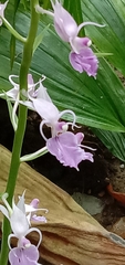 Calanthe puberula