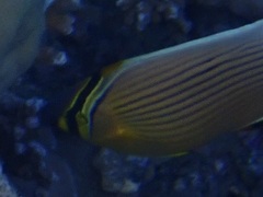 Chaetodon lunulatus