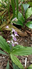 Calanthe puberula