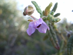 Thomasia petalocalyx