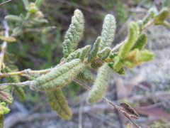 Thomasia petalocalyx