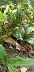 Calanthe puberula
