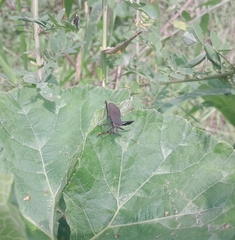 Leptoglossus gonagra