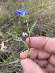 Commelina lanceolata