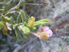 Thomasia petalocalyx