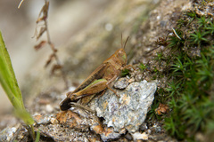 Aiolopus strepens