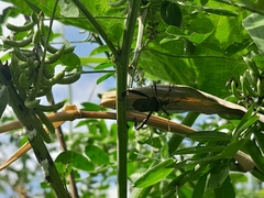 Leptoglossus gonagra