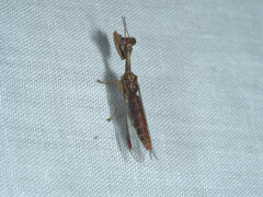 Mantispidae