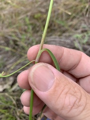 Commelina lanceolata