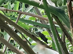 Leptoglossus gonagra