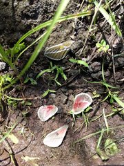 Syssphinx albolineata