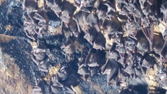 Rousettus aegyptiacus