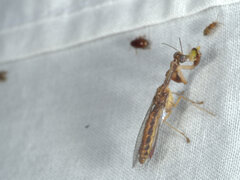 Mantispidae