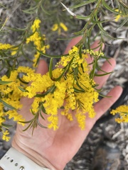 Acacia triptera