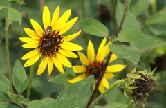 Acmaeodera disjuncta