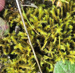 Triquetrella papillata