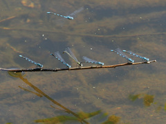 Enallagma carunculatum