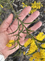 Acacia triptera