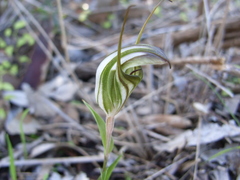 Pterostylis dolichochila
