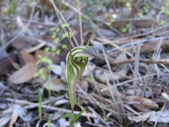 Pterostylis dolichochila