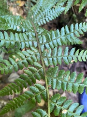 Polystichum braunii