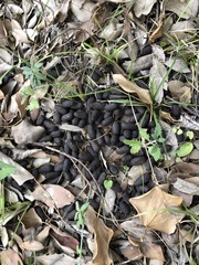 Cervus elaphus corsicanus