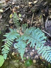 Polystichum braunii