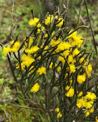 Acacia spinescens