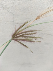Chloris