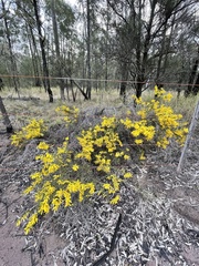 Acacia triptera