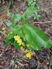 Ochnaceae